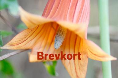 Orange blomma med texten brevkort